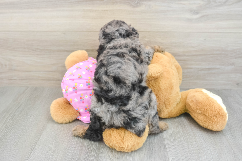 Best Poodle Baby