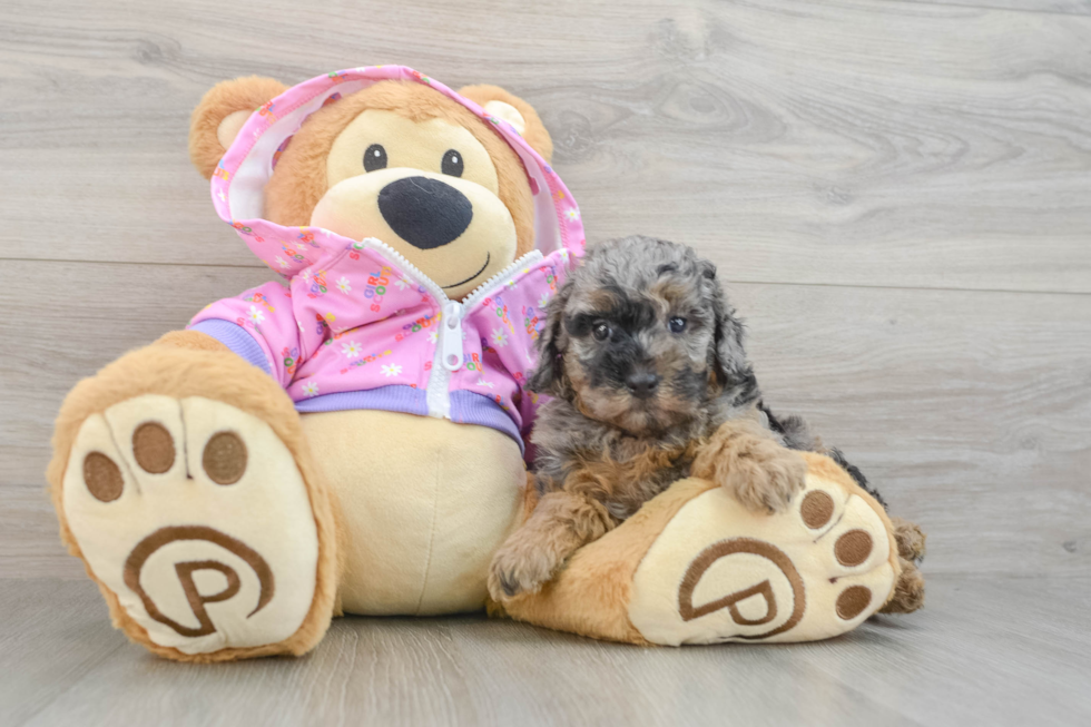 Popular Poodle Purebred Pup