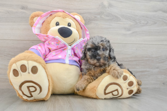 Popular Poodle Purebred Pup