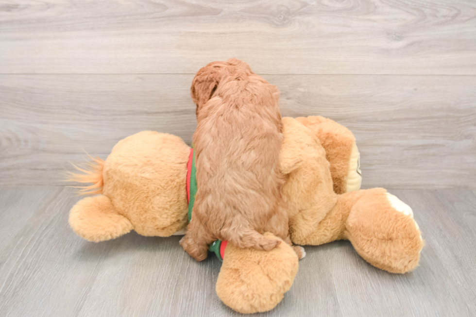 Hypoallergenic Poodle Baby