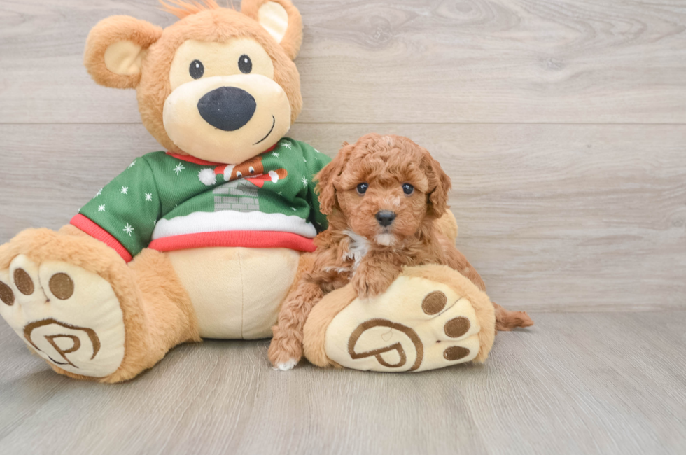 5 week old Poodle Puppy For Sale - Simply Southern Pups