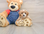 6 week old Poodle Puppy For Sale - Simply Southern Pups