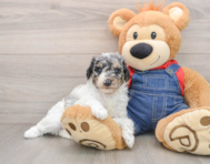 6 week old Poodle Puppy For Sale - Simply Southern Pups