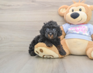6 week old Poodle Puppy For Sale - Simply Southern Pups