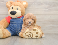 6 week old Poodle Puppy For Sale - Simply Southern Pups