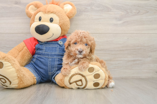 Best Poodle Baby