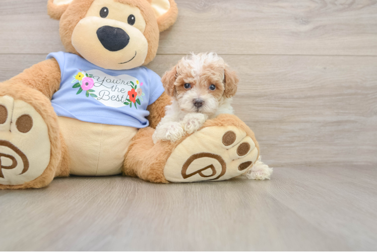 Small Poodle Purebred Pup