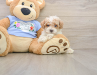 7 week old Poodle Puppy For Sale - Simply Southern Pups