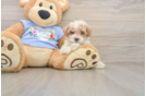 Small Poodle Purebred Pup