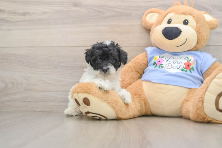 Playful Poodle Baby