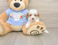 8 week old Poodle Puppy For Sale - Simply Southern Pups