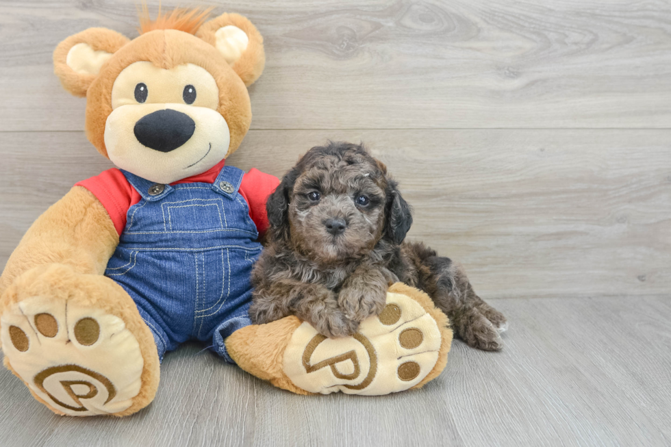 Poodle Pup Being Cute