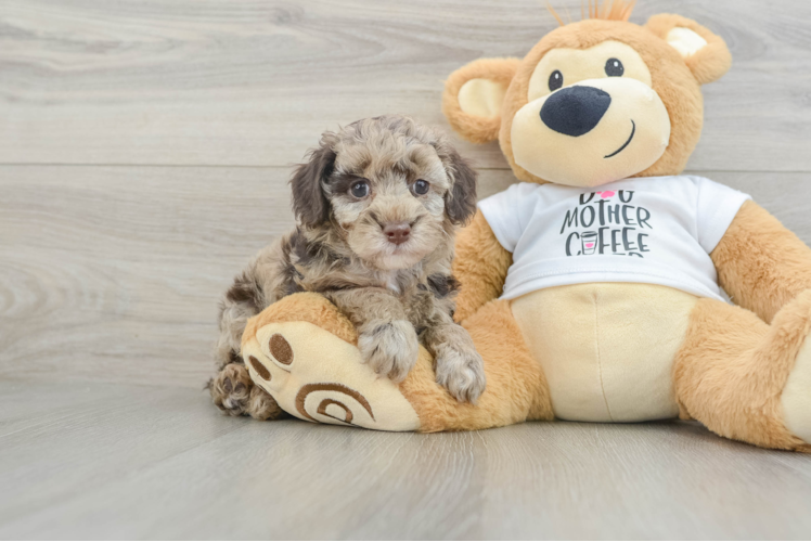 Popular Poodle Baby