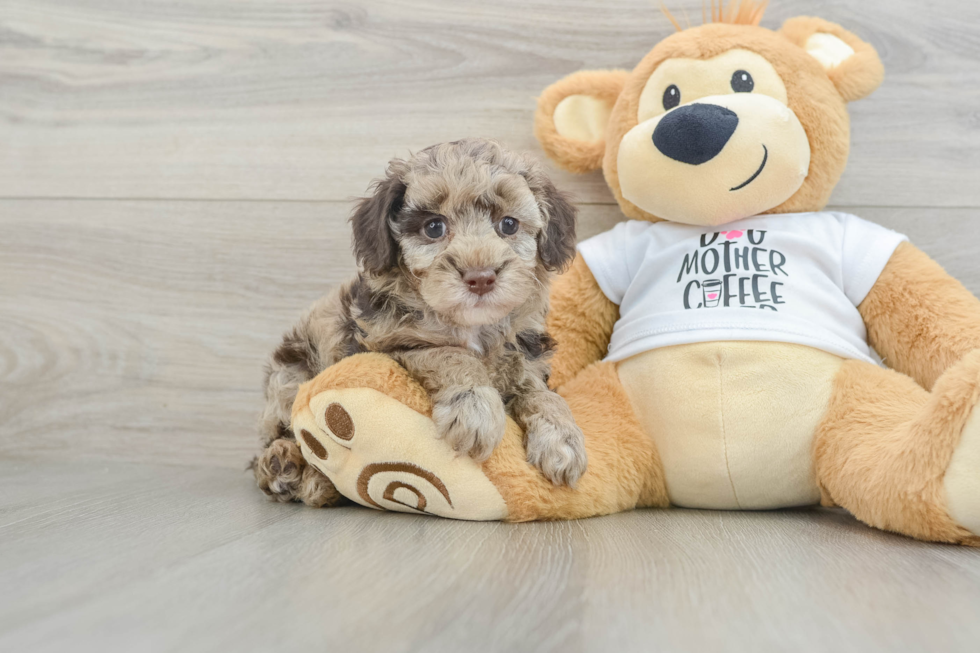 Popular Poodle Baby