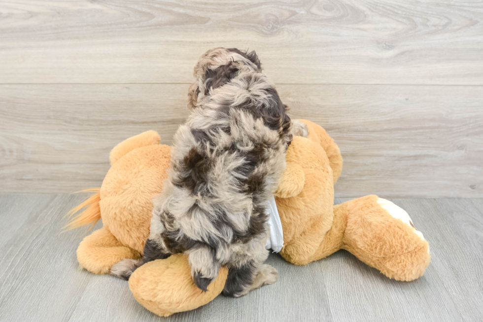 Poodle Pup Being Cute