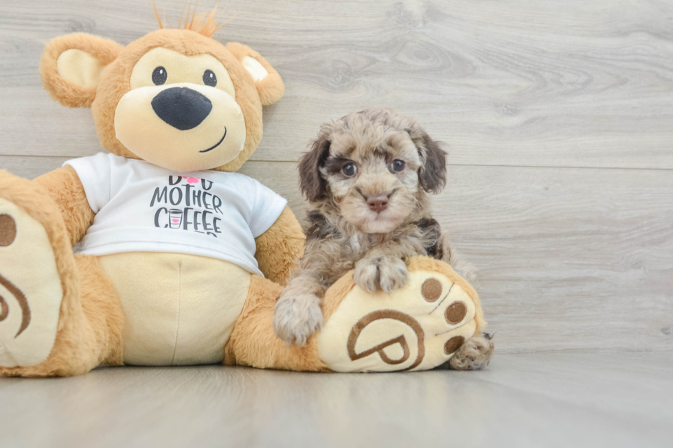 Hypoallergenic Poodle Baby