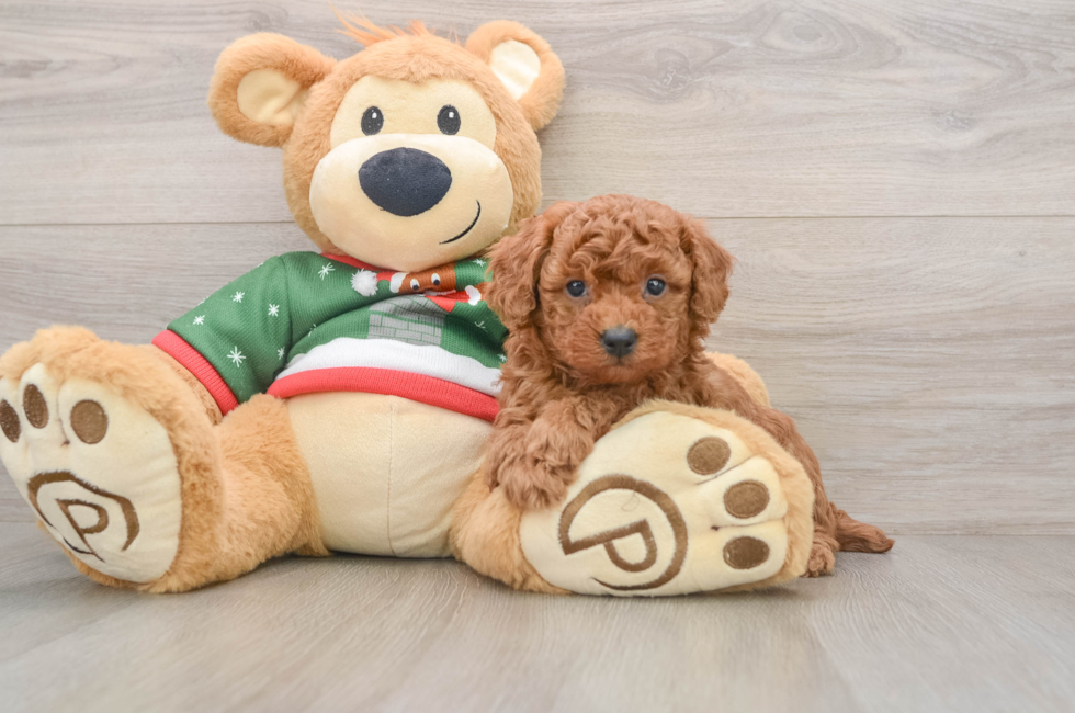 5 week old Poodle Puppy For Sale - Simply Southern Pups