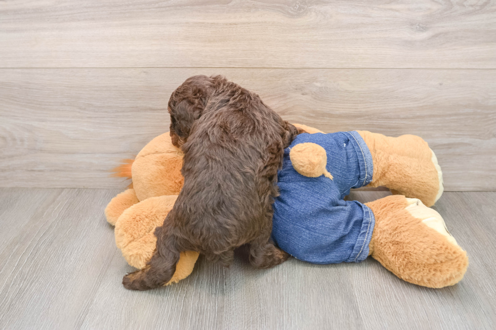 Energetic Pudel Purebred Puppy