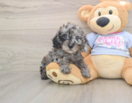 7 week old Poodle Puppy For Sale - Simply Southern Pups