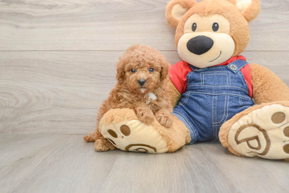 Smart Caniche Purebred Puppy