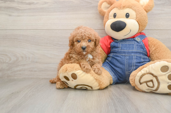 Smart Caniche Purebred Puppy
