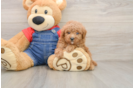 Poodle Pup Being Cute