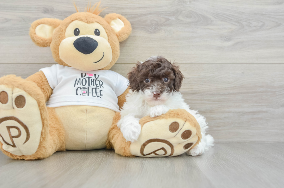 6 week old Poodle Puppy For Sale - Simply Southern Pups