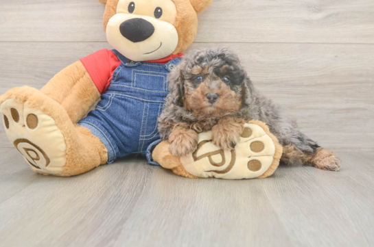 5 week old Poodle Puppy For Sale - Simply Southern Pups Adorable Toy Poodle Purebred Puppy