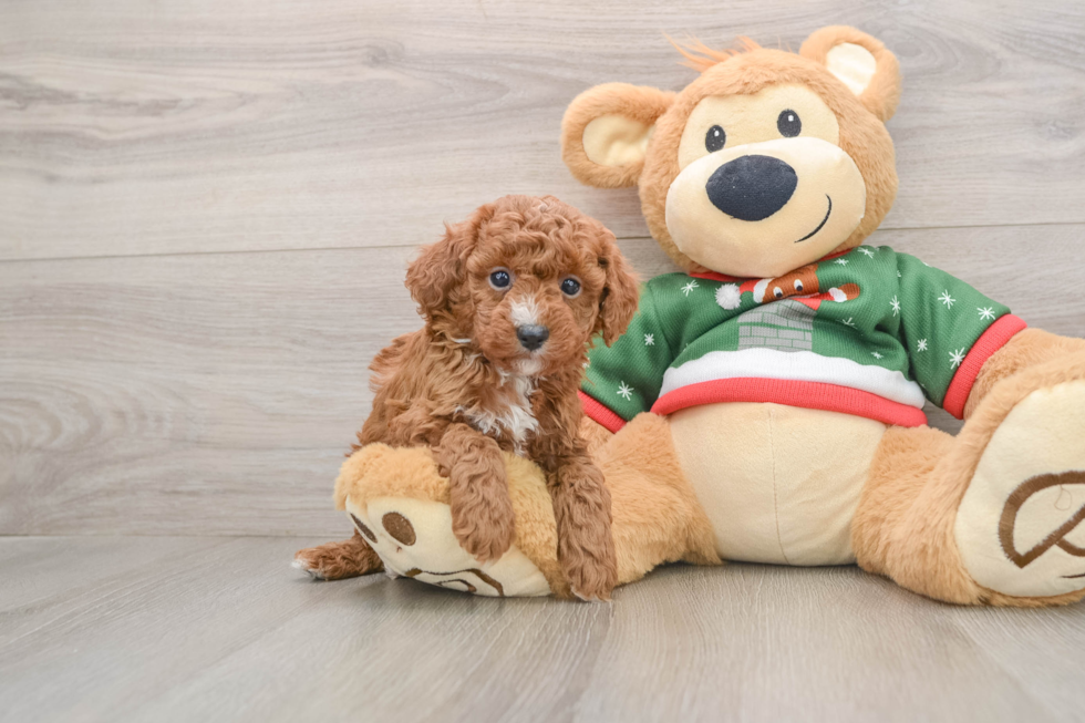 Happy Toy Poodle Purebred Puppy