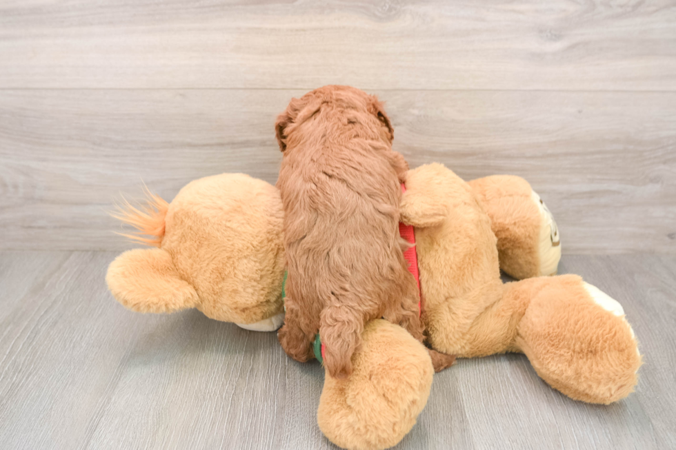 Hypoallergenic Poodle Baby