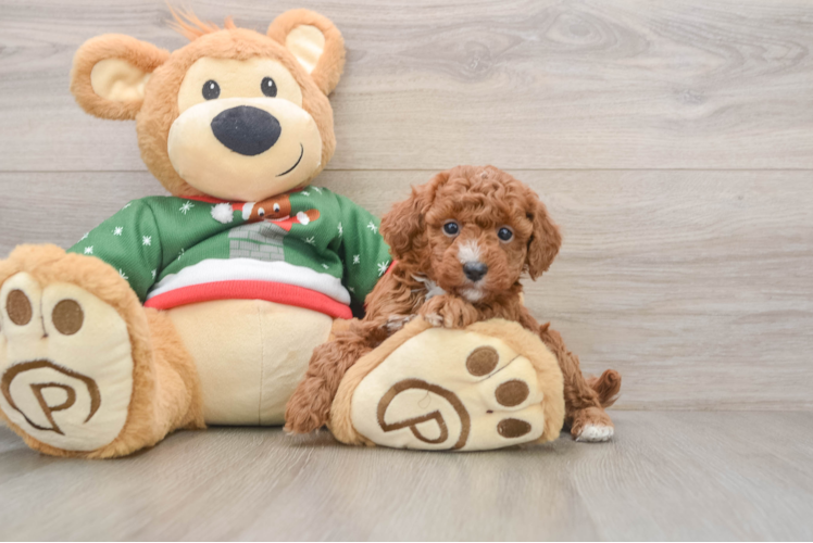 Poodle Pup Being Cute