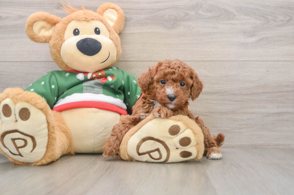 5 week old Poodle Puppy For Sale - Simply Southern Pups