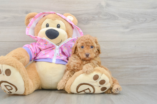 Poodle Puppy for Adoption