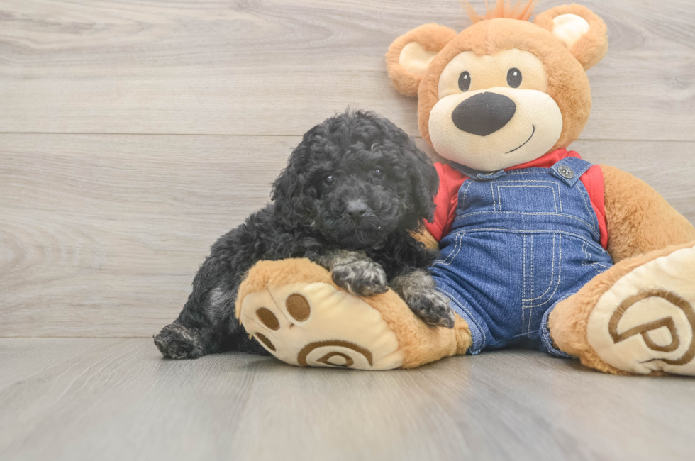 5 week old Poodle Puppy For Sale - Simply Southern Pups