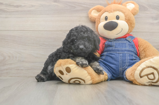 5 week old Poodle Puppy For Sale - Simply Southern Pups Hypoallergenic Poodle Baby