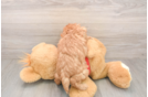 Friendly Poodle Purebred Pup