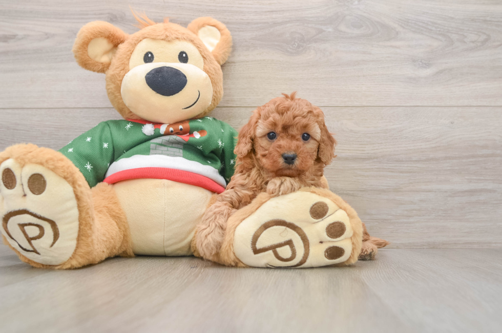 5 week old Poodle Puppy For Sale - Simply Southern Pups