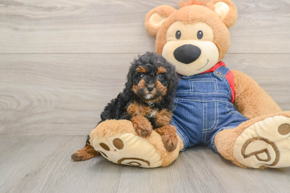 Funny Poodle Purebred Pup