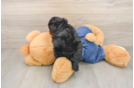 Small Poodle Purebred Pup