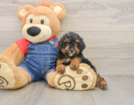6 week old Poodle Puppy For Sale - Simply Southern Pups