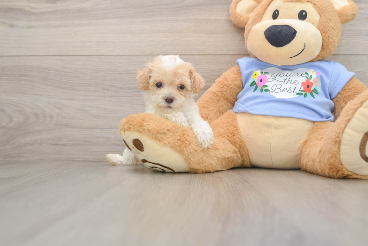 Happy Pudle Purebred Puppy