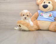 7 week old Poodle Puppy For Sale - Simply Southern Pups