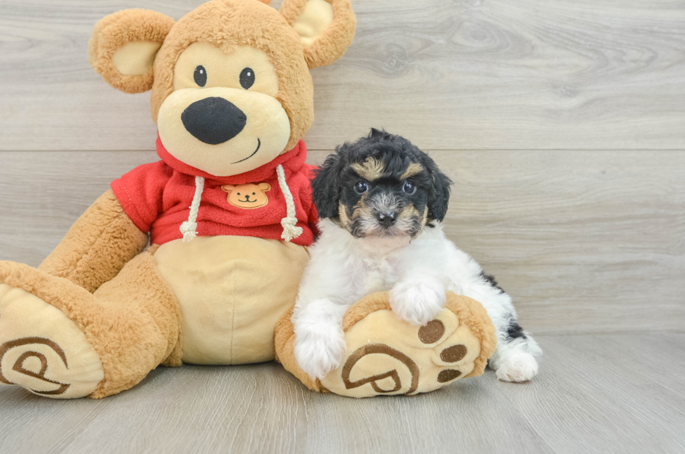 6 week old Poodle Puppy For Sale - Simply Southern Pups