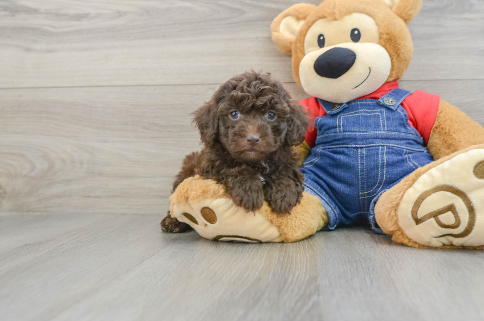 6 week old Poodle Puppy For Sale - Simply Southern Pups