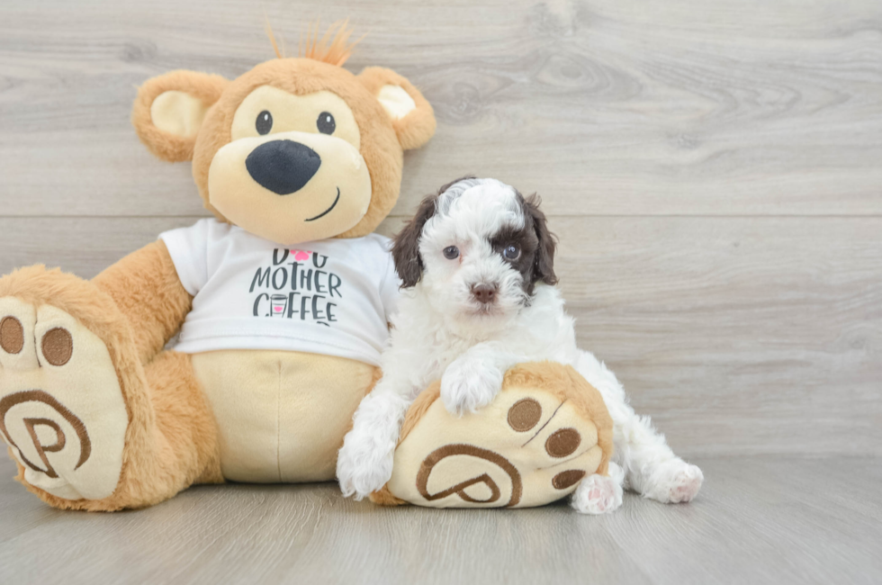 6 week old Poodle Puppy For Sale - Simply Southern Pups