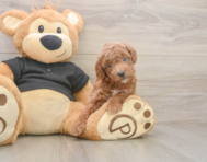 6 week old Poodle Puppy For Sale - Simply Southern Pups