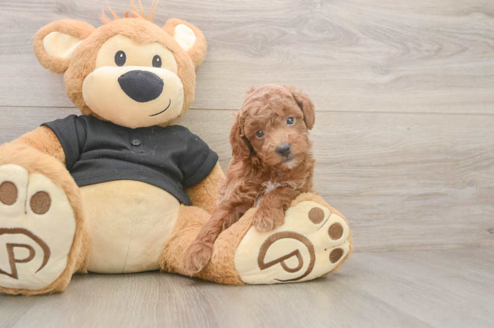 6 week old Poodle Puppy For Sale - Simply Southern Pups