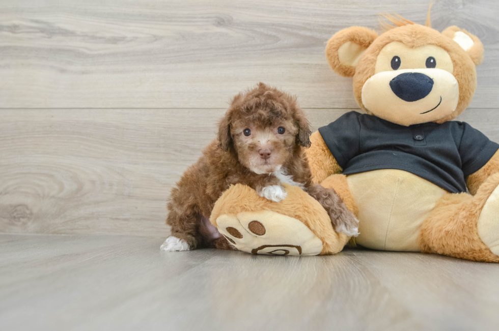 7 week old Poodle Puppy For Sale - Simply Southern Pups