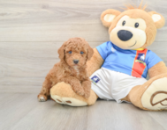 9 week old Poodle Puppy For Sale - Simply Southern Pups