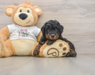 7 week old Poodle Puppy For Sale - Simply Southern Pups